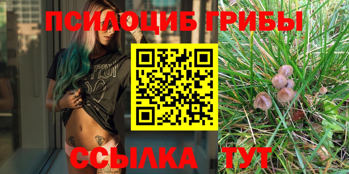Псилоцибиновые грибы Cubensis Заводоуковск